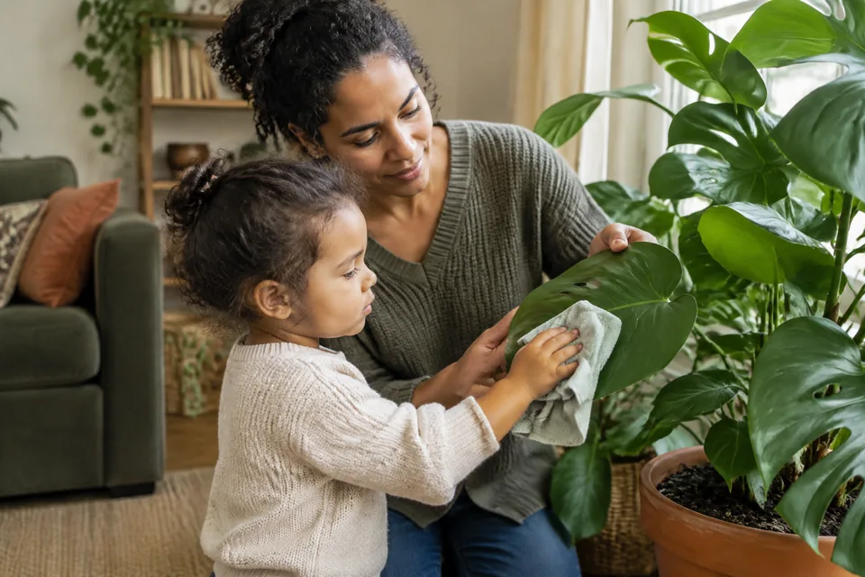 Parent caring for a large leafy houseplant with a child helping wipe one broad leaf using a soft cloth, quiet shared ordinary hobby.